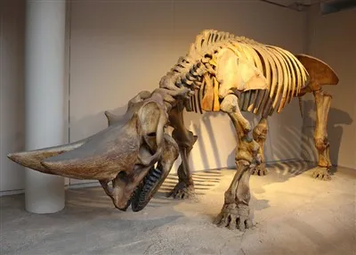 Triceratops csontváz